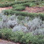Ilex cren. 'Convexa'