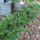 Ilex crenata 'Glorie Gem'