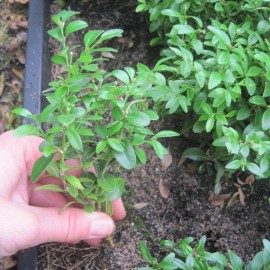 Buxus semp. 'King Midas'