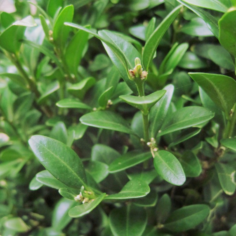 Buxus semp. arborescens