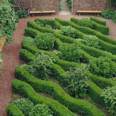 Buxus semp. arborescens