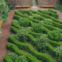 Buxus semp. arborescens