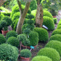 Buxus semp. arborescens