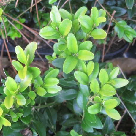 Buxus semp. 'King Midas'