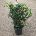 Buxus mic. 'Schopes'