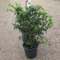 Buxus mic. 'Schopes'
