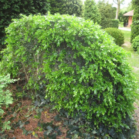 Buxus semp. 'Haller'