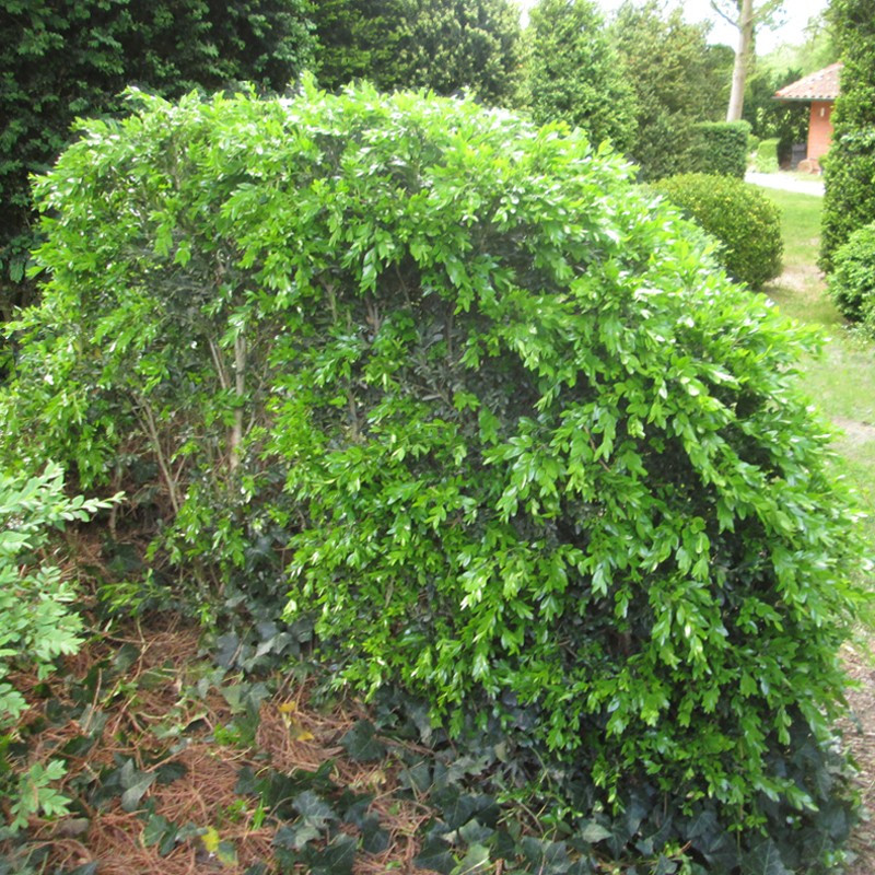 Buxus semp. 'Haller'