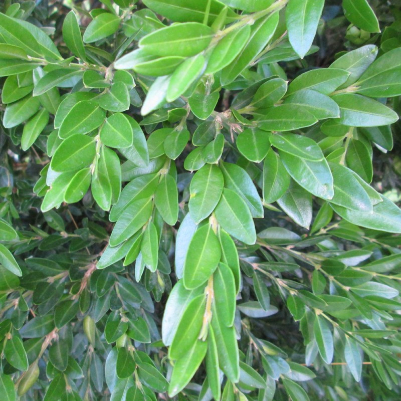 Buxus semp. 'Haller'