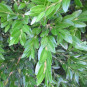 Buxus semp. 'Haller'
