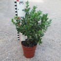 Buxus mic. 'Schopes'