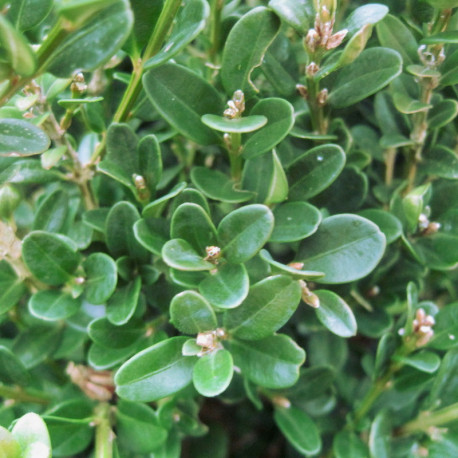 Buxus mic. 'John Baldwin'