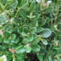 Buxus mic. 'John Baldwin'