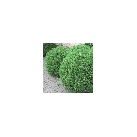 Buxus mic. 'John Baldwin'