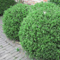 Buxus mic. 'John Baldwin'