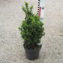 Buxus semp. arborescens