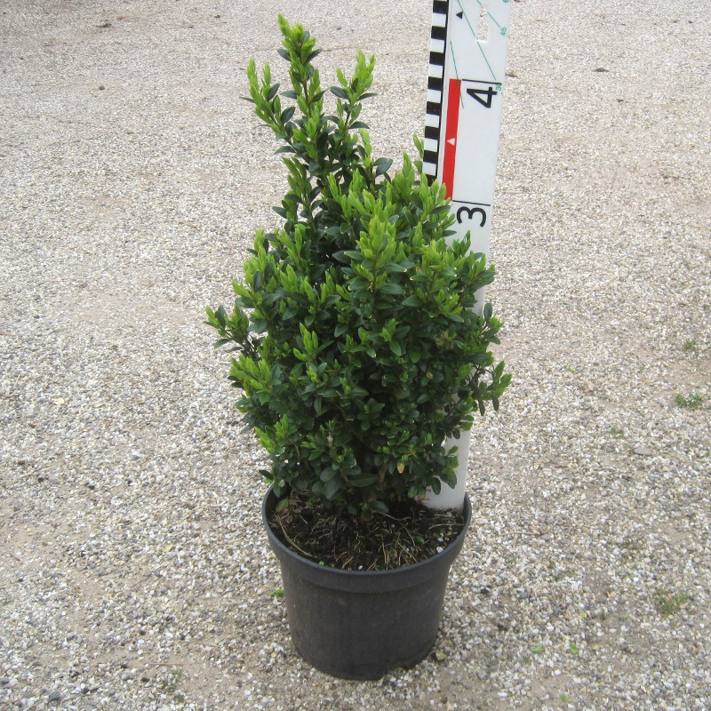 Buxus semp. arborescens