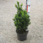 Buxus semp. arborescens