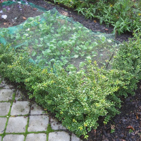 Ilex cren. 'Convexa'