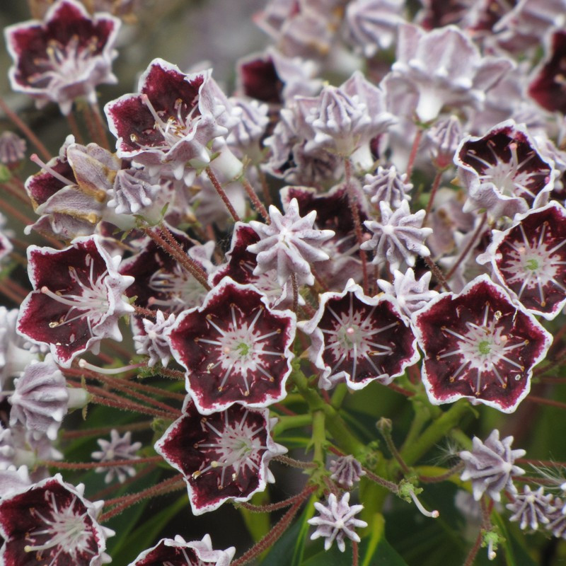 'Mitternacht' Kalmia latifolia