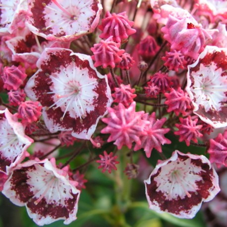 'Bandeau' Kalmia latifolia