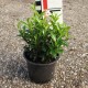 Euonymus japonicus microphyllus