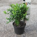 Buxus semp. 'Suffruticosa'