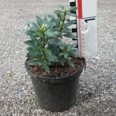 'Minuet' Kalmia latifolia