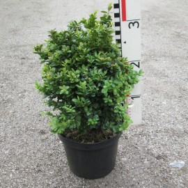 Buxus semp. 'Blauer Heinz'