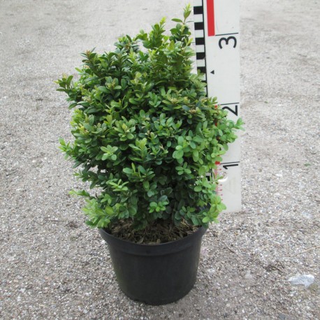 Buxus semp. 'Blauer Heinz'