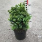 Buxus semp. 'Blauer Heinz'