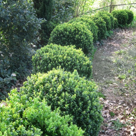 Buxus semp. 'Blauer Heinz'