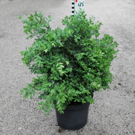 Buxus 'Green Mound'