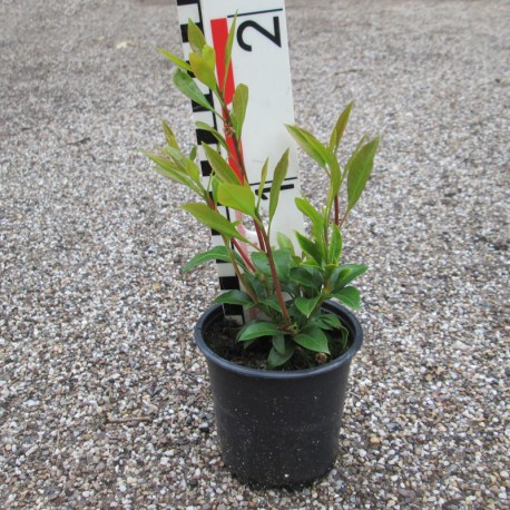 'Ostbo Red' Kalmia latifolia