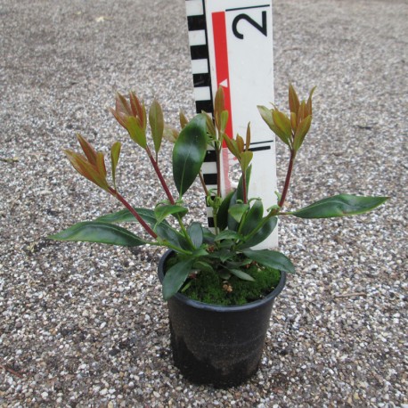 'Zebulon' Kalmia latifolia