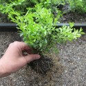 Buxus mic. 'Herrenhausen'