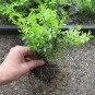 Buxus mic. 'Herrenhausen'