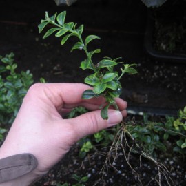 Buxus semp. 'Marginata'