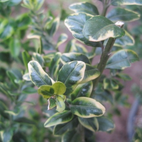 Buxus semp. 'Marginata'