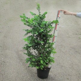 Buxus semp. 'Rotundifolia'