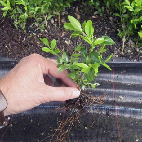 Buxus semp. 'Haller'