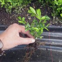 Buxus semp. 'Haller'