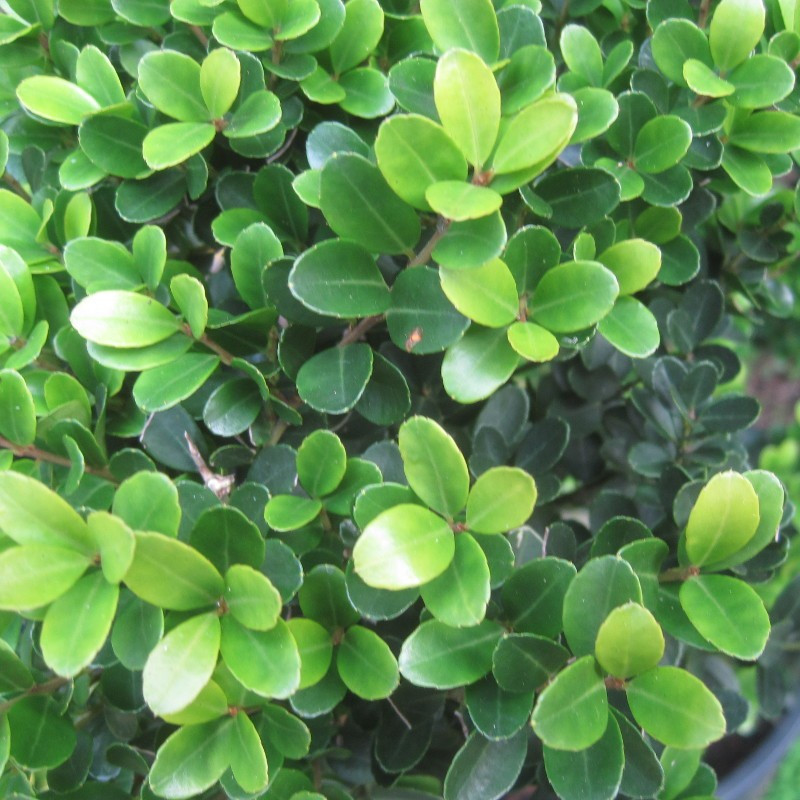 Ilex cren. 'Green Hedge'