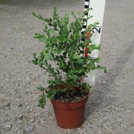 Buxus mic. var. japonica