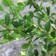 Buxus mic. var. japonica