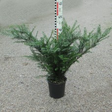 Taxus baccata 'Renkes Kleiner Grüner'®
