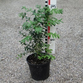Buxus semp. 'Hollandia'