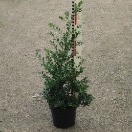 Ilex cren. 'Green Hedge'