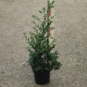 Ilex cren. 'Green Hedge'
