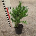 Buxus semp. 'Haller'